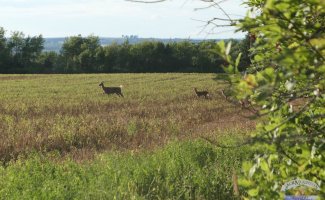 Deer in the field