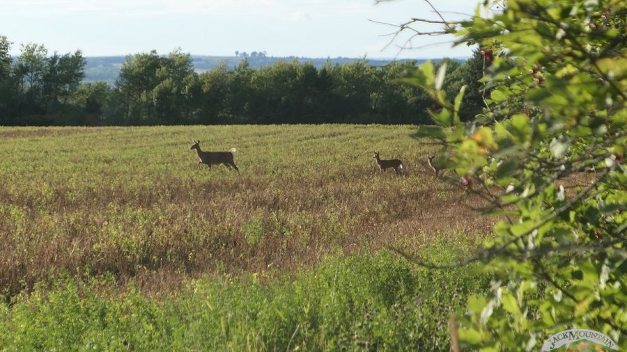 Deer in the field