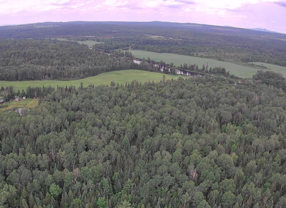 Balsam Fir Needles Kill Ticks | JMB Blog 1950