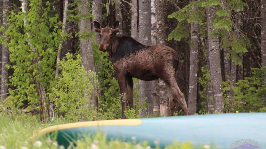 Moose by the pond at the field school.