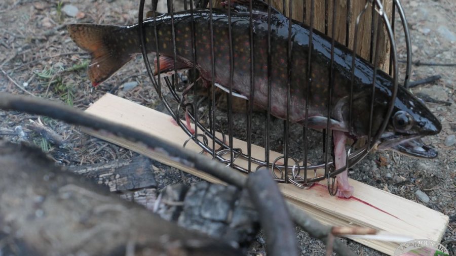 Brook trout roasting by the fire