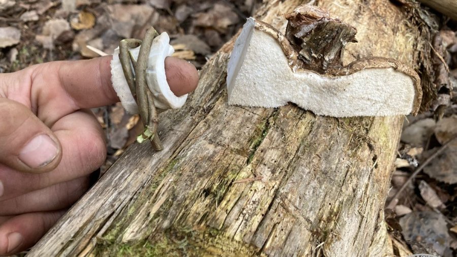 fungi used as a bandage