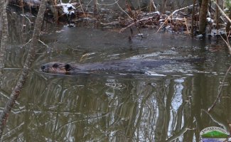 Picture of the beaver who is making a dam along the Moose Vegas road