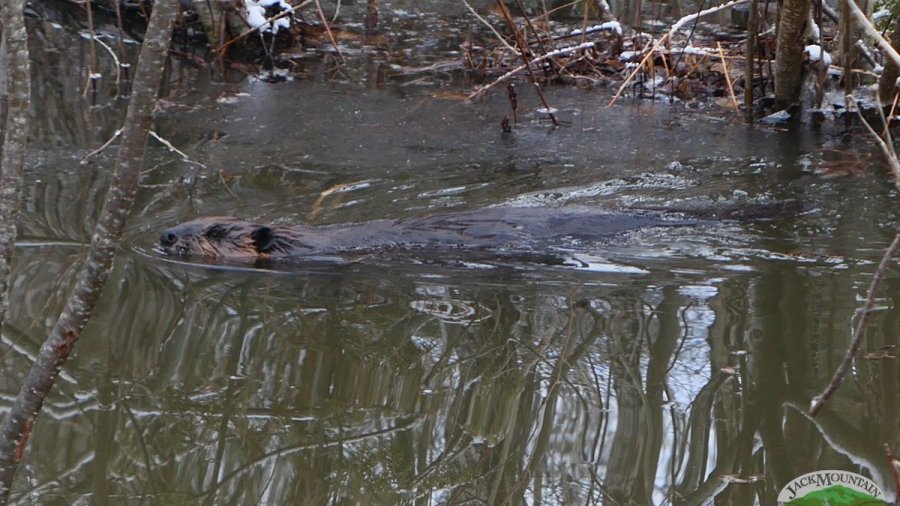 Picture of the beaver who is making a dam along the Moose Vegas road