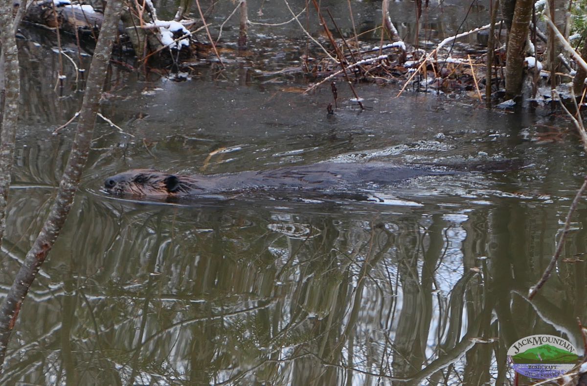 Picture of the beaver who is making a dam along the Moose Vegas road