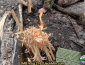 JMB Vlog 216 cover photo, feather sticks catching on fire