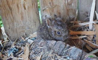 baby bunny in the pavilion. this one is from 2025