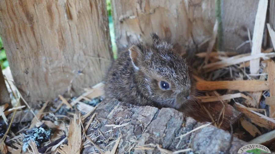 baby bunny in the pavilion. this one is from 2025