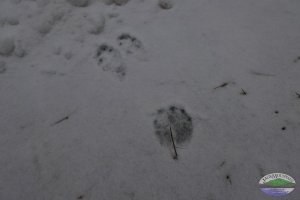 snowshoe hare tracks in the snow