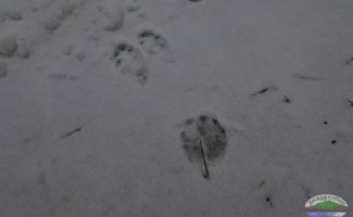 snowshoe hare tracks in the snow