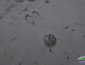 snowshoe hare tracks in the snow