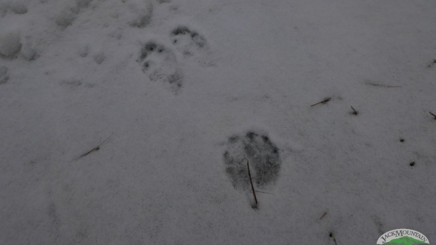 snowshoe hare tracks in the snow