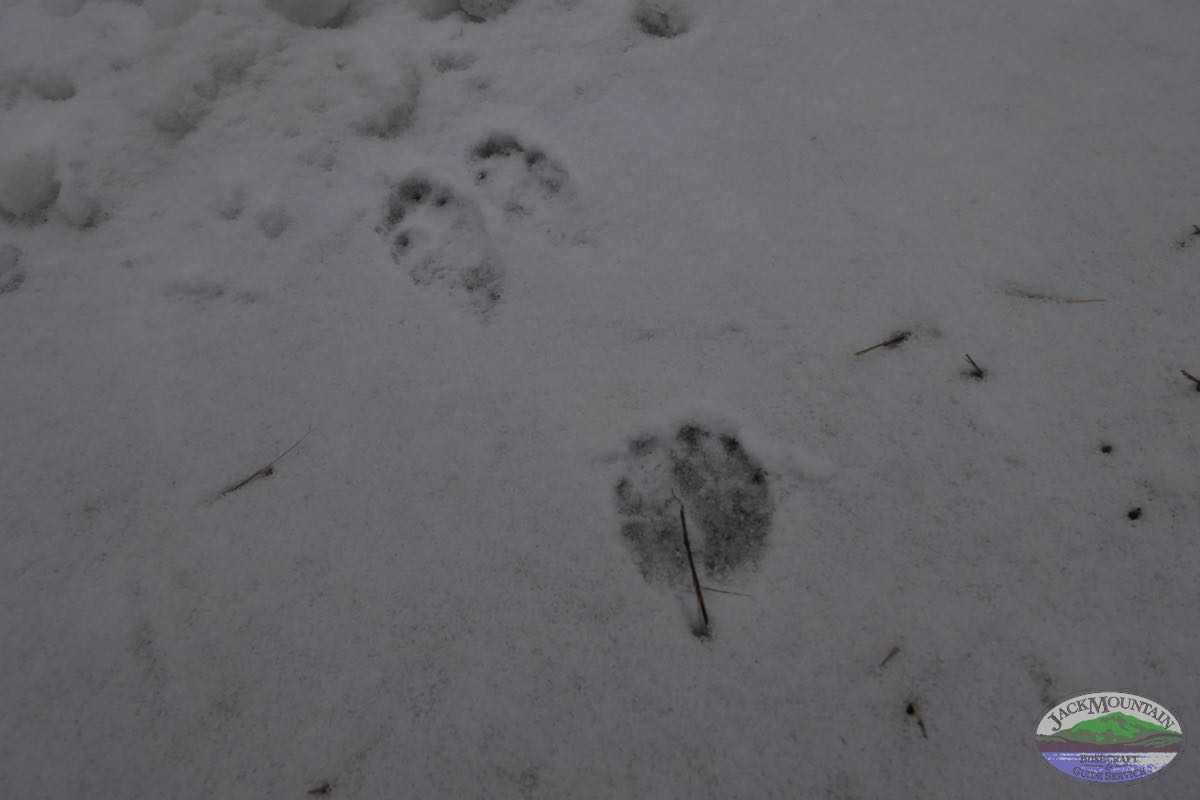 snowshoe hare tracks in the snow