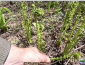 Fiddleheads, the young shoots of the ostrich fern