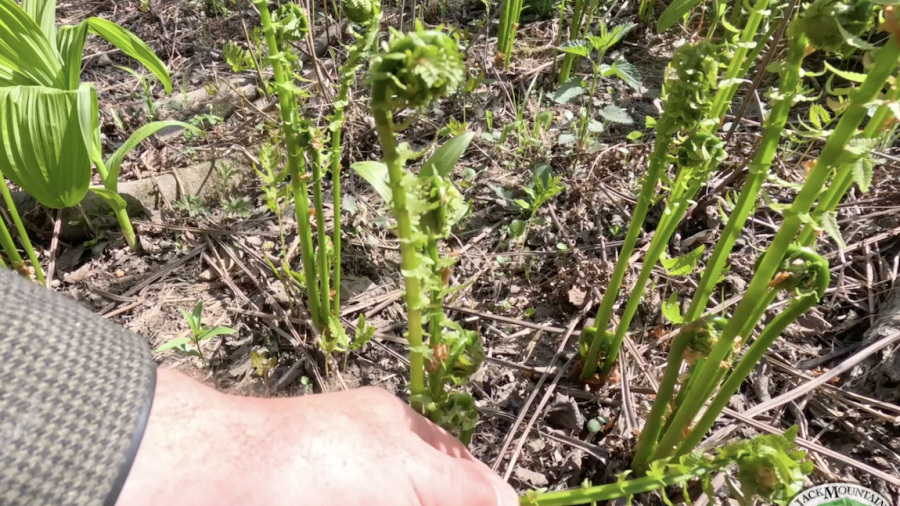 Fiddleheads, the young shoots of the ostrich fern