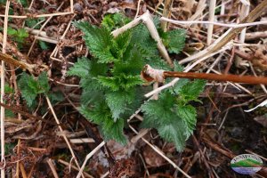 Young stinging nettle just poking up in the early spring
