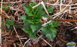 Young stinging nettle just poking up in the early spring