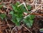 Young stinging nettle just poking up in the early spring