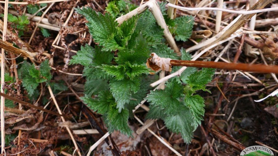 Young stinging nettle just poking up in the early spring