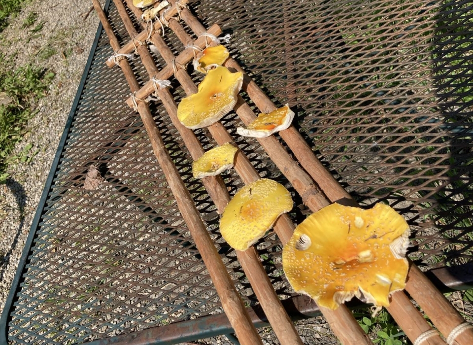 Drying Mushrooms On A Snowshoe