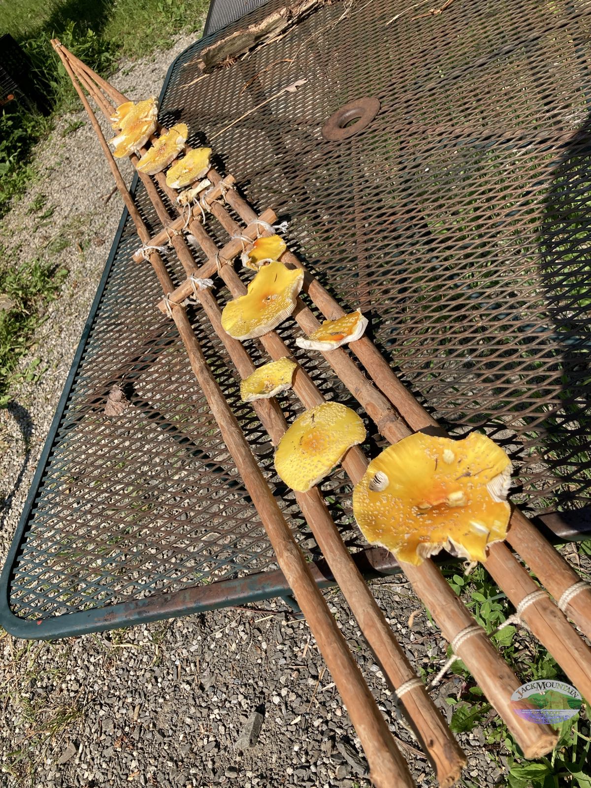 Mushrooms drying on an emergency snowshoe.