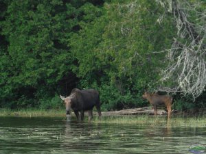 Mother moose and baby by the waters edge
