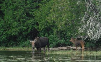 Mother moose and baby by the waters edge