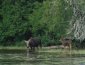 Mother moose and baby by the waters edge