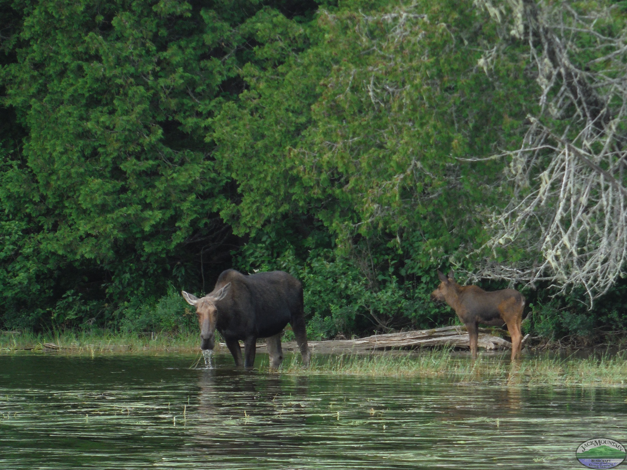 Mother moose and baby by the waters edge